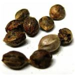 Семена марихуаны АК-47  (Seeds AK-47) в Десногорске